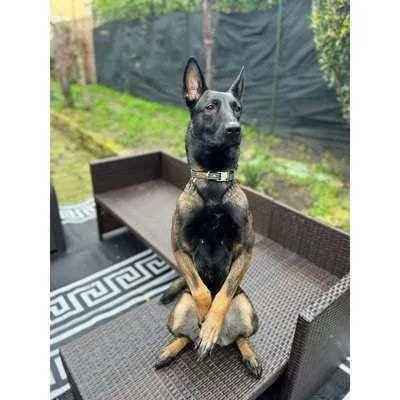 Finnigan's Fabulous Fabric Dog Collar Set Hand Made