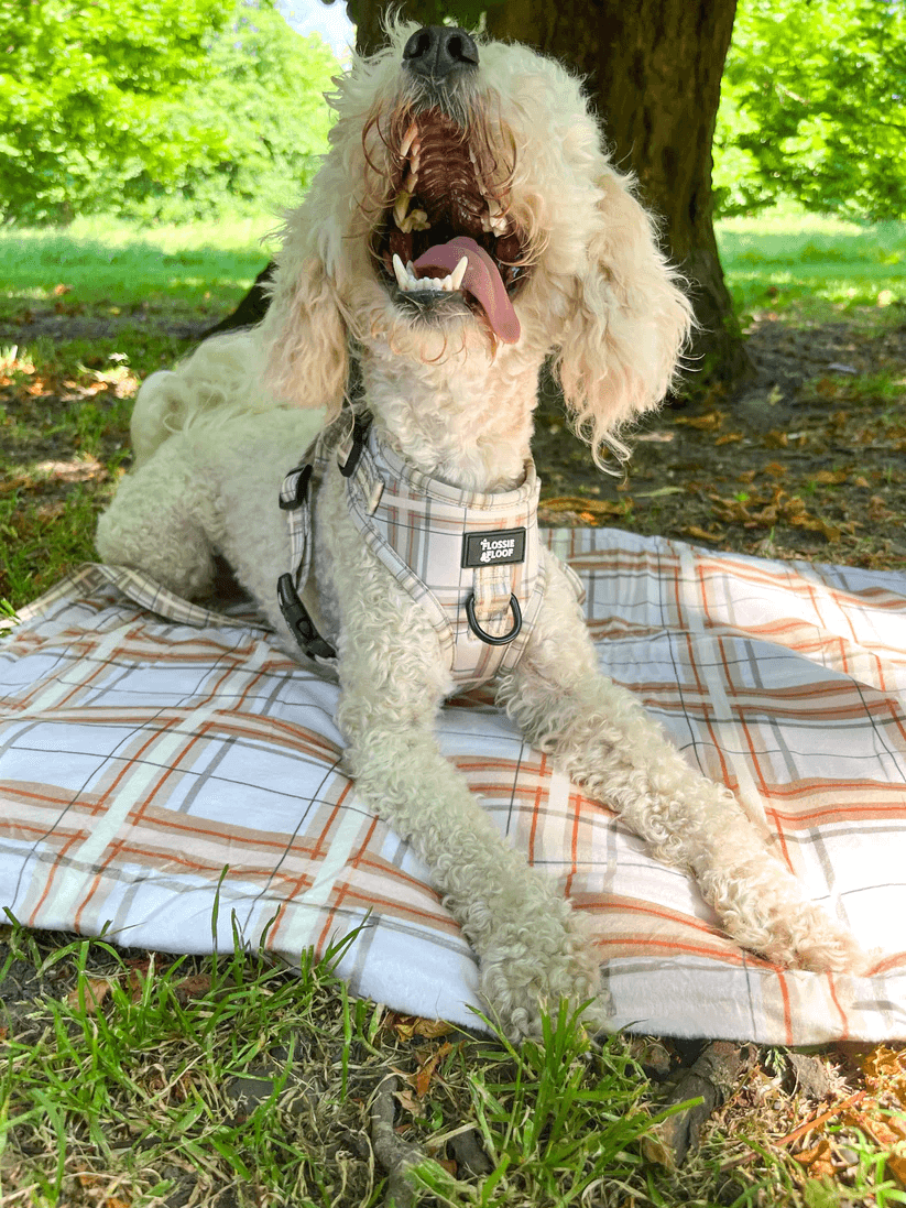 Oxford "Sand" Dog Blanket – by Flossie & Floof