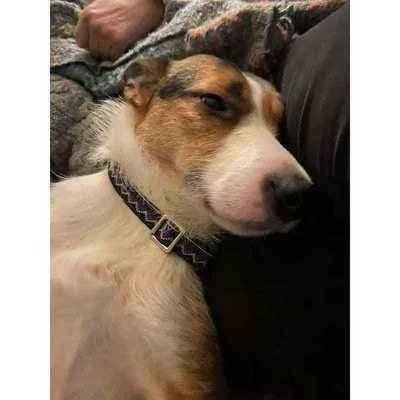 Pawfect Pup Personalised Cotton Dog Collar